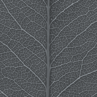 leaf image